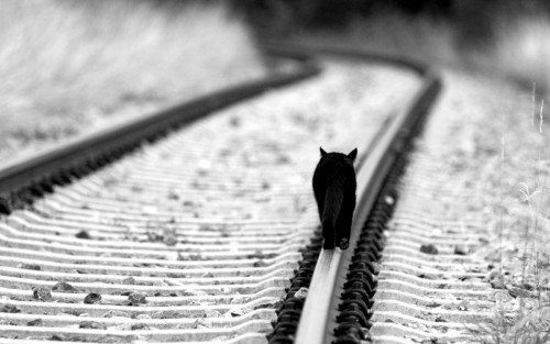black_cats_animals_monochrome_railroads_1440x900_wallpaper_Wallpaper_1920x1200_www.wallpaperswa.com.jpg