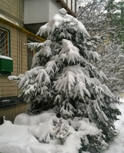 Ёлочка утеплилась.jpg