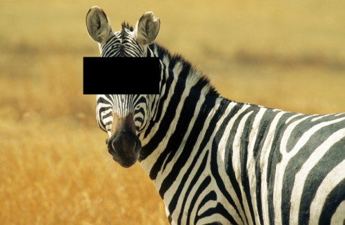 Zebra-68.jpg
